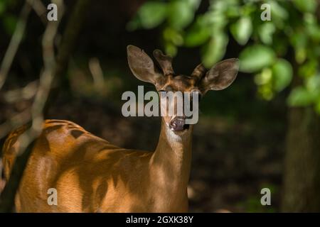 A partial view of a young buck deer with antlers just starting to grow posing in the shade under the trees in the forest with sunlight highlighting Stock Photo