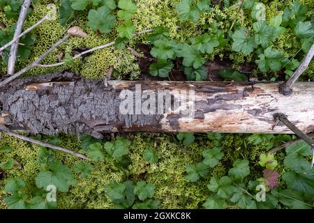 Old rotten trunk of a pine tree with peeling bark lies on the green grass in the forest. Top view.  Stock Photo