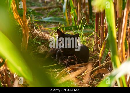 Resting black cat in a corn field Stock Photo