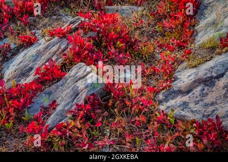 Dwarf Bilberry, Vaccinium cespitosum, in subalpine meadow along Grand Valley Trail in Obstruction Point area of Olympic National Park, Washington Stat Stock Photo