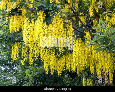 Laburnum, also known as bean tree, gold rush or yellow bush, is a genus of plants from the subfamily of butterflies (Faboideae) in the legume family ( Stock Photo