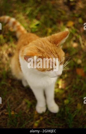 Young red white cat sits in the autumn garden Stock Photo