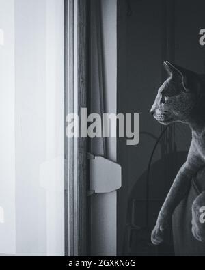 Russian Blue Cat playing on the balcony Stock Photo