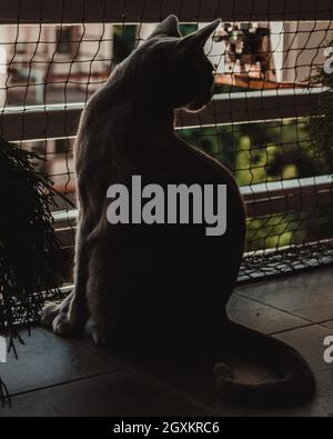 Russian Blue Cat playing on the balcony Stock Photo