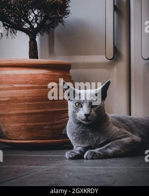 Russian Blue Cat playing on the balcony Stock Photo