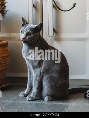 Russian Blue Cat playing on the balcony Stock Photo