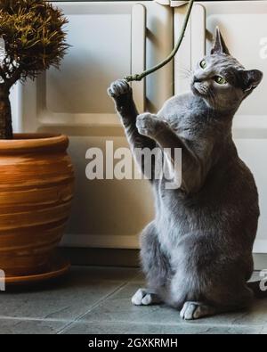 Russian Blue Cat playing on the balcony Stock Photo