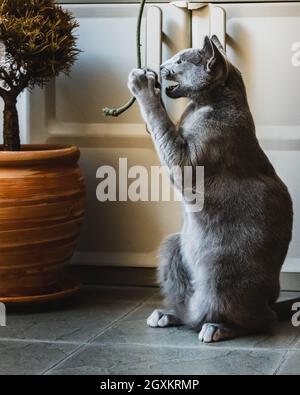 Russian Blue Cat playing on the balcony Stock Photo