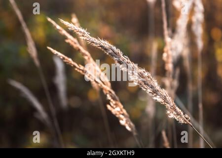 Dry grass in a sunlight, macro photo with selective soft focus Stock Photo