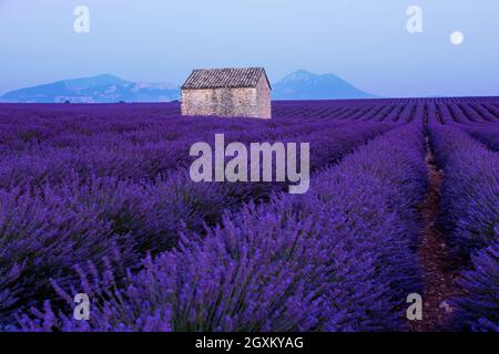 the moon above lonely old abandoned stone house at lavender field in summer purple aromatic flowers near valensole in provence france Stock Photo