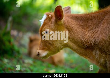 one red calf walking in the meadow Stock Photo
