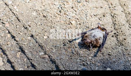 A dead bat on a dirt road with traces of a car. A potential source of infection. Space for text. Concept. Selective focus. Stock Photo