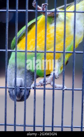 Cute playful Green Budgie Parrot Bird in Cage Stock Photo