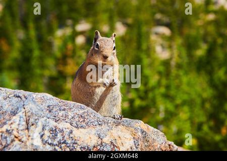 Chipmunk looking at camera sitting up on rock Stock Photo