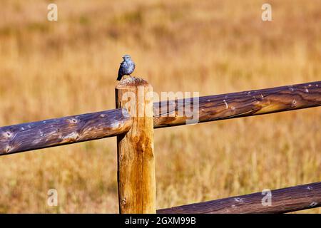 Blue bird on wood fence in desert Stock Photo