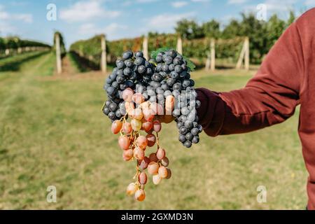Man hand holding sweet organic juicy grapevine.Close up of red grapes vineyard in background,grape harvest wine making concept.Branches of fresh grape Stock Photo