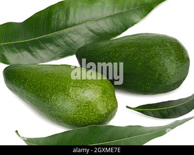 Avocado with avocado leaf isolated on white background. Stock Photo