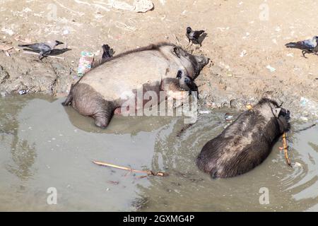 Pigs on banks of Karatuya river in Bogra, Bangladesh. Stock Photo