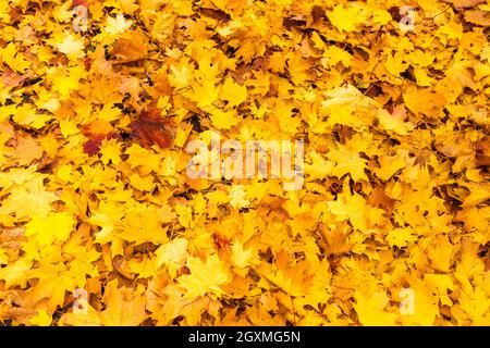 Fallen yellow leaves on the ground in autumn. Stock Photo