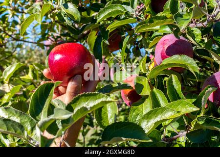Close up of a hand holding a red apple still on the tree from an apple farm in Green Bluff, Washington, USA. Stock Photo