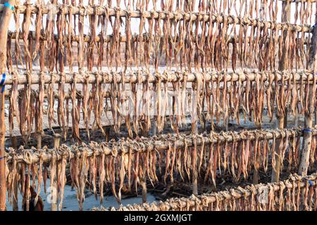 Drying fish at Dublar Char Dubla island , Bangladesh Stock Photo