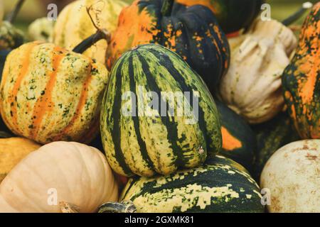 Green striped ‘Flat striped' gourd on pile of many different ornamental pumpkins Stock Photo