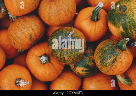 Pile of many small orange 'Little Halloween' carving pumpkins Stock Photo