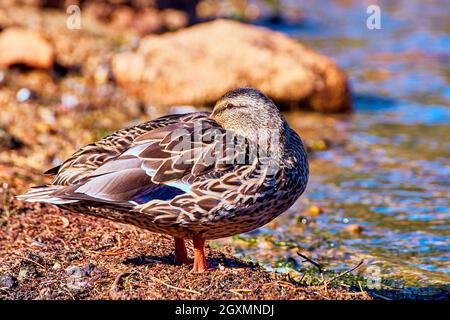 Bird duck close up resting on coast of water Stock Photo