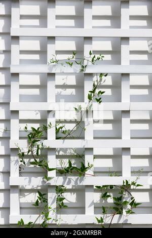 Young ivy vine climbing up a white wooden trellis. Stock Photo