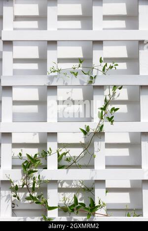 Young ivy vine climbing up a white wooden trellis. Stock Photo