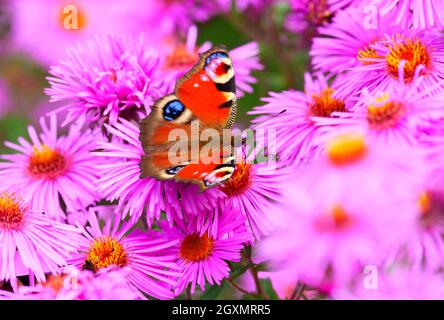Berlin, Germany. 03rd Oct, 2021. 03.10.2021, Berlin. A peacock butterfly (Aglais io, Inachis io, Nymphalis io) sits on the pink flowers of an aster in search of nectar. Credit: Wolfram Steinberg/dpa Credit: Wolfram Steinberg/dpa/Alamy Live News Stock Photo