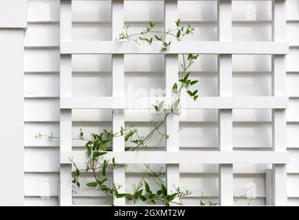 Young ivy vine climbing up a white wooden trellis. Stock Photo