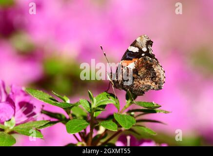 Berlin, Germany. 09th June, 2021. 09.06.2021, Berlin. An Admiral (Vanessa atalanta, Syn.: Pyrameis atalanta) sits with folded wings on a bush in front of pink flowers. Credit: Wolfram Steinberg/dpa Credit: Wolfram Steinberg/dpa/Alamy Live News Stock Photo