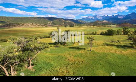 Isolated tree in large grass field and mountain range in background Stock Photo