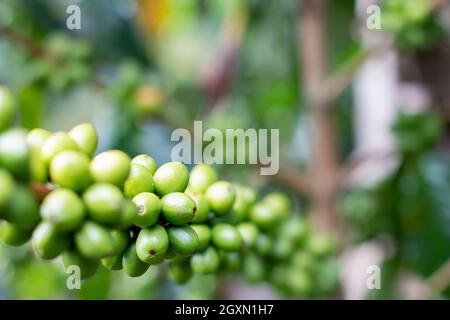 Green coffee beans growing on tree. Coffee tree with abundant green beans. Macro close-up for design work Stock Photo