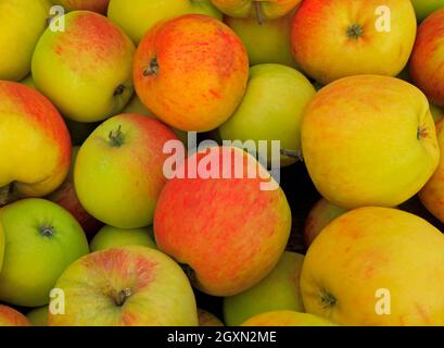 Apple 'James Grieve', farm shop display, apples, malus domestica, fruit, edible, healthy eating Stock Photo