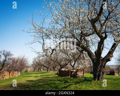 Blooming cherry tree in spring with pile of firewood on a meadow Stock Photo