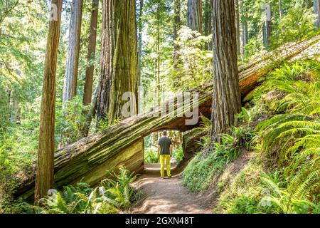 Cut out Redwood tree to make passing on the trail possible with a man walking through Stock Photo