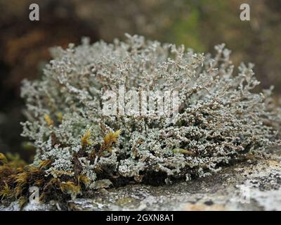 delicate tracery of Stereocaulon vesuvianum a squamulose mountain lichen growing on fellside rocks near summit of High Street in Cumbria, England, UK Stock Photo