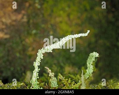 delicate structure of upright form of Stereocaulon vesuvianum a mountain lichen on fellside rocks near summit of High Street in Cumbria, England, UK Stock Photo