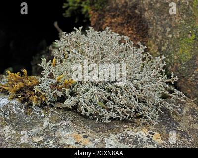 delicate tracery of Stereocaulon vesuvianum a squamulose mountain lichen growing on fellside rocks near summit of High Street in Cumbria, England, UK Stock Photo