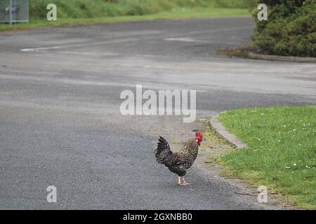 Chickens crossing a road Stock Photo
