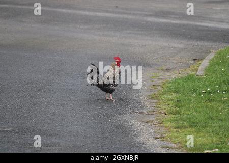 Chickens crossing a road Stock Photo