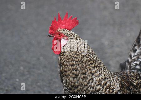 Chickens crossing a road Stock Photo