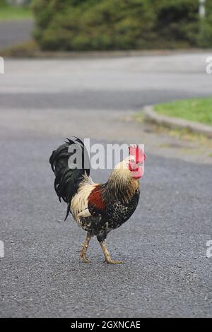 Chickens crossing a road Stock Photo