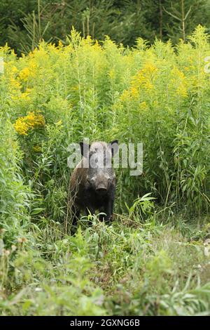 Wild boar (Sus scrofa) cache secured between flowering tall goldenrod (Solidago gigantea) Allgaeu, Bavaria, Germany Stock Photo