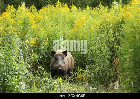 Wild boar (Sus scrofa) cache secured between flowering tall goldenrod (Solidago gigantea) Allgaeu, Bavaria, Germany Stock Photo