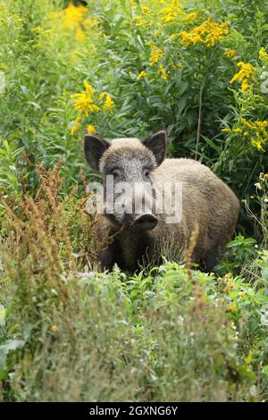 Wild boar (Sus scrofa) cache secured between flowering tall goldenrod (Solidago gigantea) Allgaeu, Bavaria, Germany Stock Photo