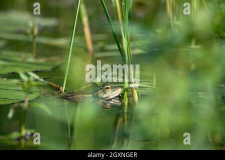 Marsh frog (Pelophylax ridibundus), swimming between water plants, Muenster, North Rhine-Westphalia, Germany Stock Photo