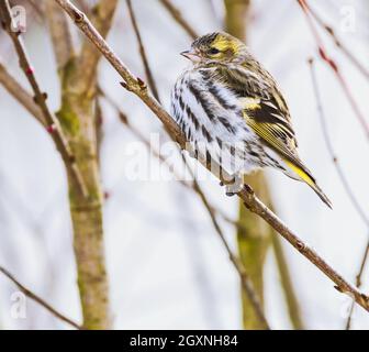 Female black-headed goldfinch sitting on a twig Stock Photo